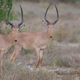 Image for article titled For the first time in 75 years, an entire genus of mammal is on the brink of extinction